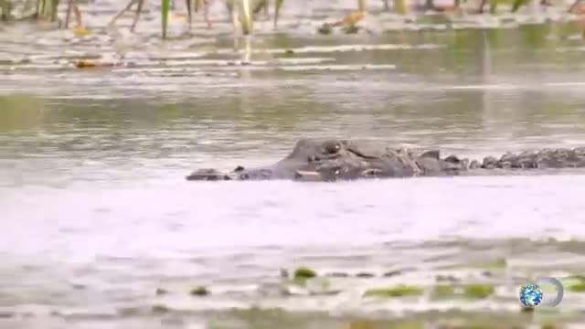 Lessons learned Georgia swamp