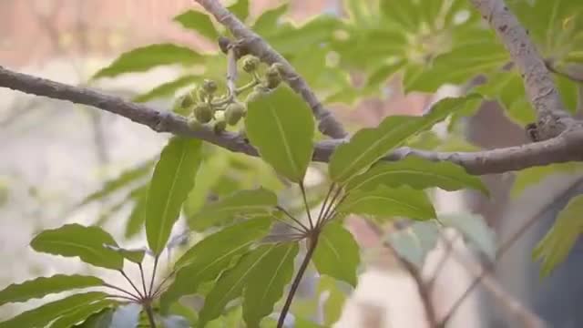 Kesha - Here Comes The Change (Live Acoustic)