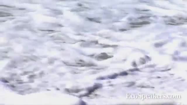 Oceans, Animals & Environmental Education - Michael Klubock