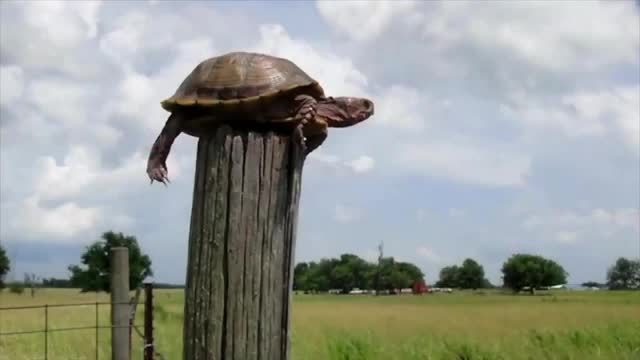 Turtle